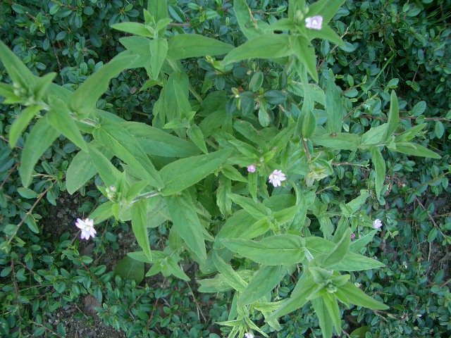 SITNOCVETNA VRBOVICA , MALA MLEČIKA (Epilobium parviflorum Wither.)