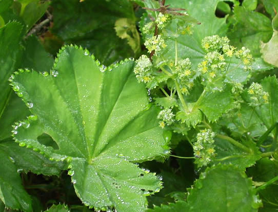 VIRAK, VRKUTA (Alchemilla vulgaris L.)