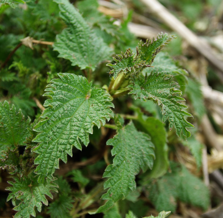 KOPRIVA (Urtica dioica L.)