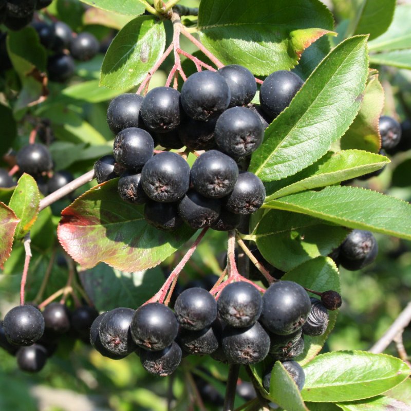 ARONIJA – OSKORUŠA (Aronia prunifolia)