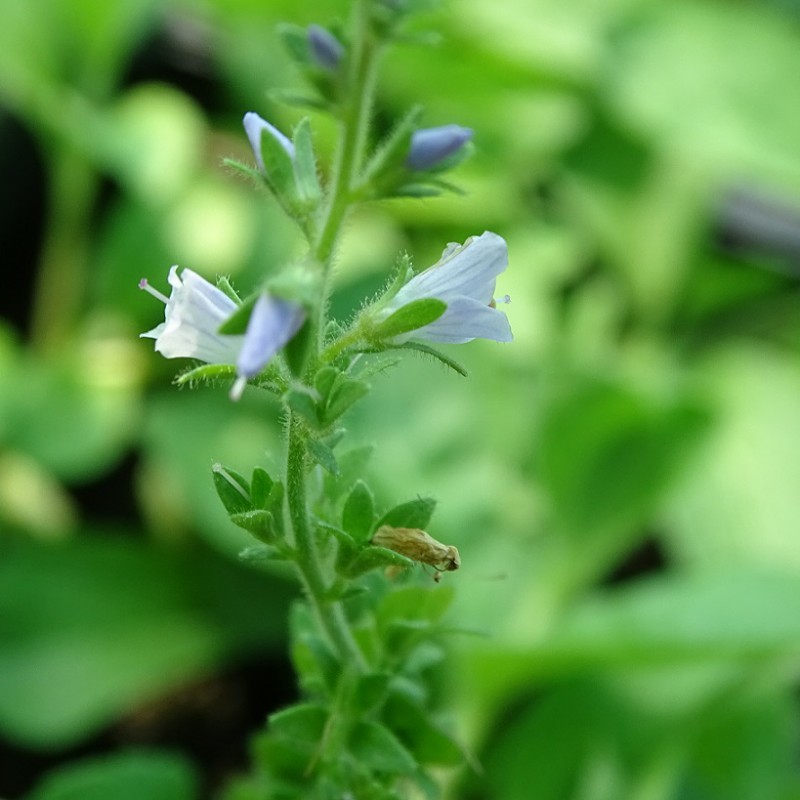 ČESTOSLAVICA (Veronica officinalis L.)