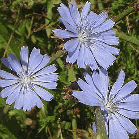 VODOPIJA – CIKORIJA (Cichorium intybus L.)