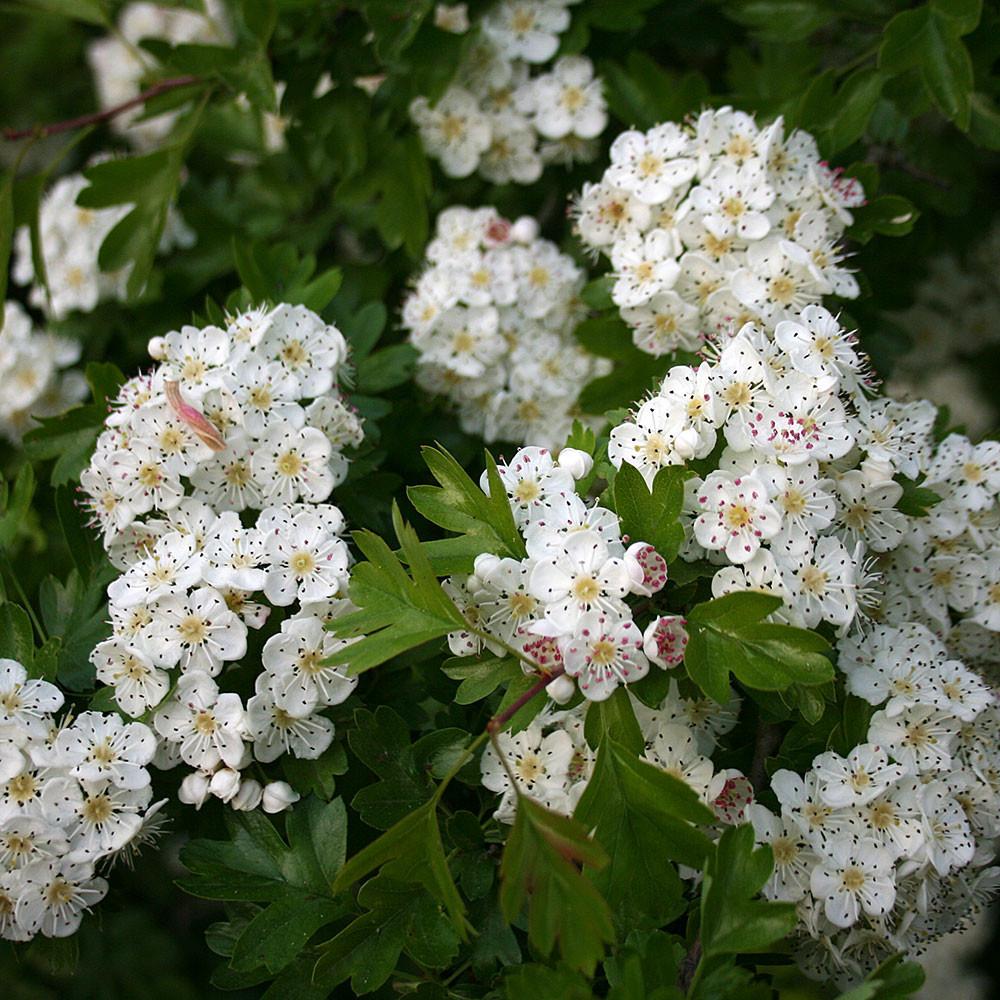 GLOG (Crataegus monogyna L.)