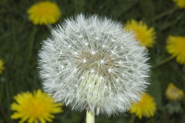 MASLAČAK (Taraxacum officinale Web.)