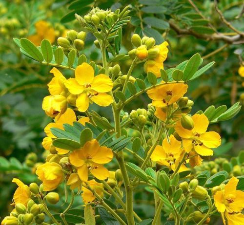 SENA (Cassia angustifolia)