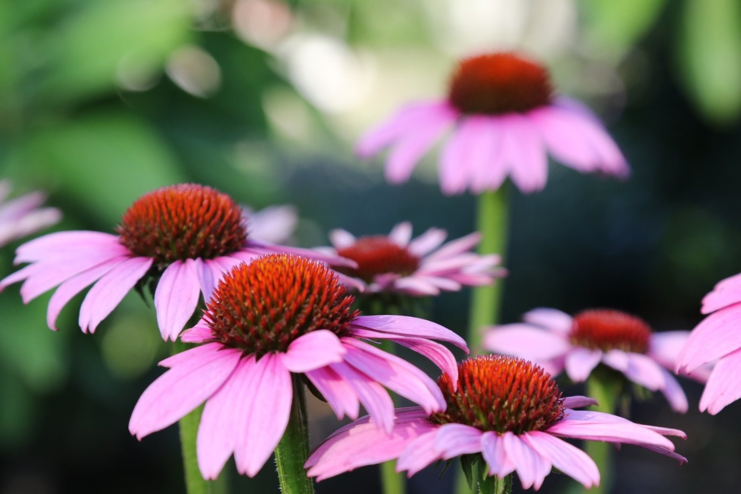 EHINACEA (Echinacea purpurea L.)