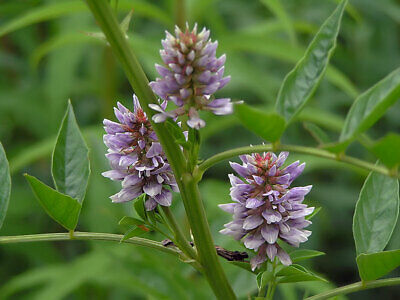 SLADIĆ  (Glycyrrhiza glabra L. / Liquiritia officinalis Moench)