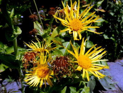 OMAN – Inula helenium L.