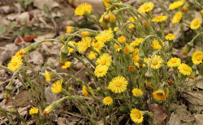 PODBEL – Tussilago farfara L.