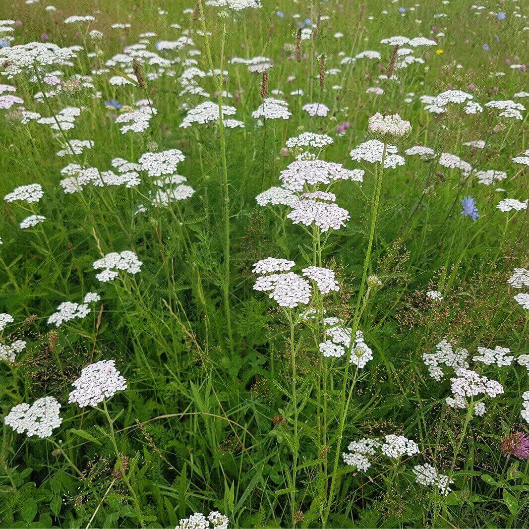 HAJDUČKA TRAVA -Achillea millefolium L.