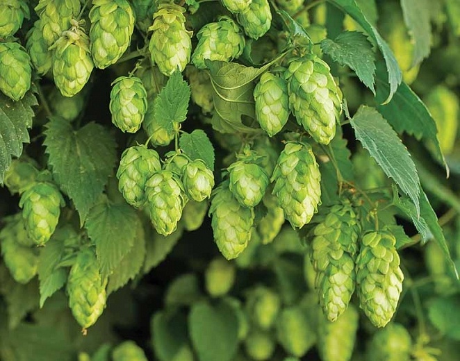 HMELJ – Humulus lupulus L.