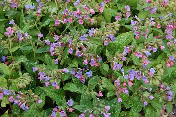 PLUĆNJAK (Pulmonaria officinalis)