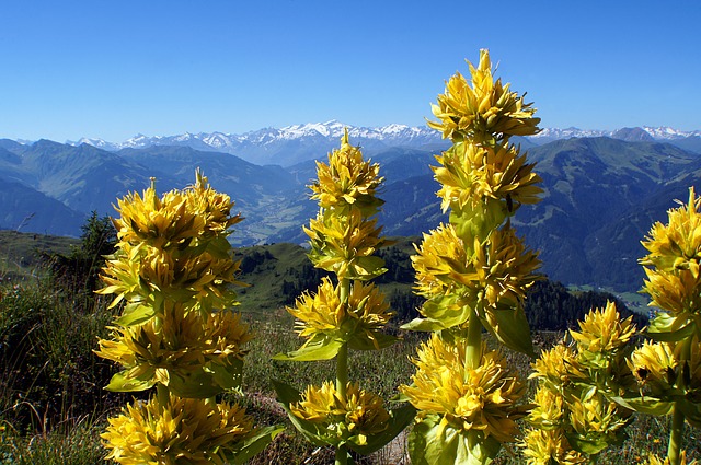 LINCURA (Gentiana lutea L.)