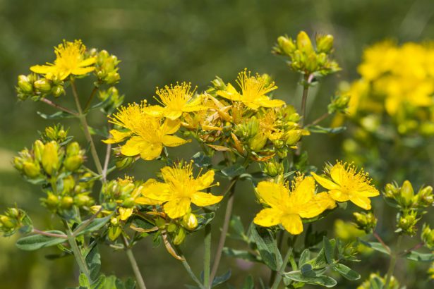 KANTARION (Hypericum perforatum L.)