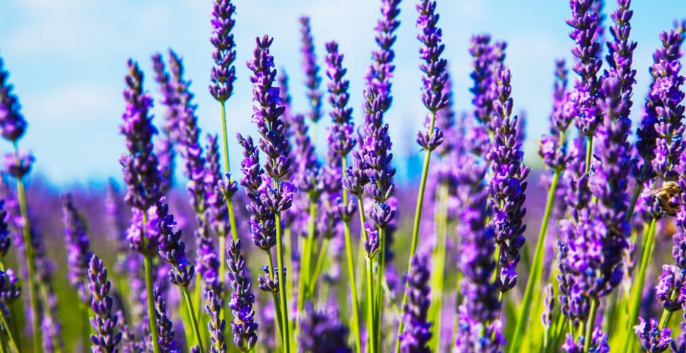 LAVANDA (Lavandula officinalis / Lavandula angustifolia Mill.)