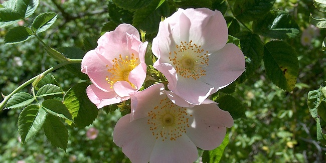 DIVLJA RUŽA – ŠIPAK (Rosa canina L.)