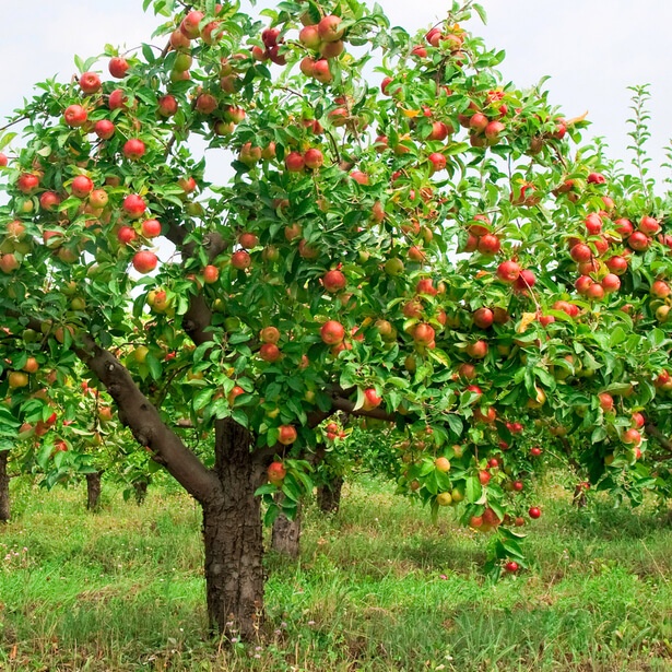 DOMAĆA I DIVLJA JABUKA (Pirus malus L. / Malus sivestris L.)