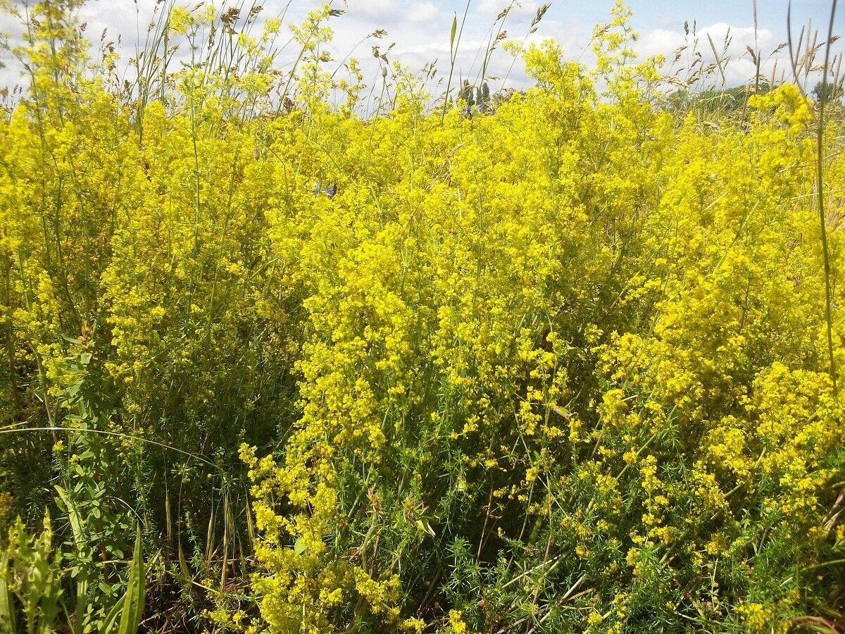 IVANJSKO CVEĆE (Galium verum L.)