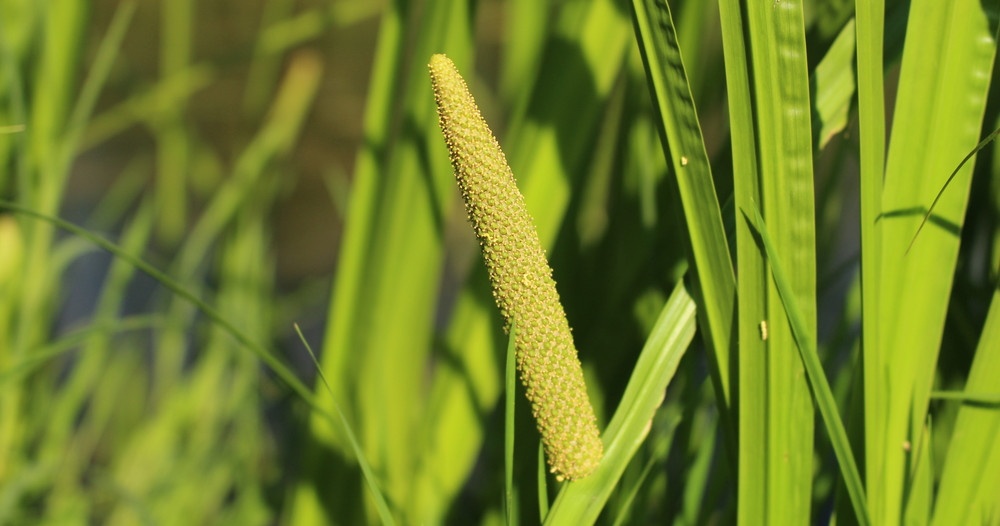 IĐIROT (Acorus calamus L.)