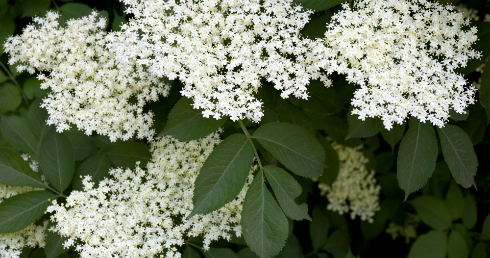 ZOVA (Sambucus nigra L.)