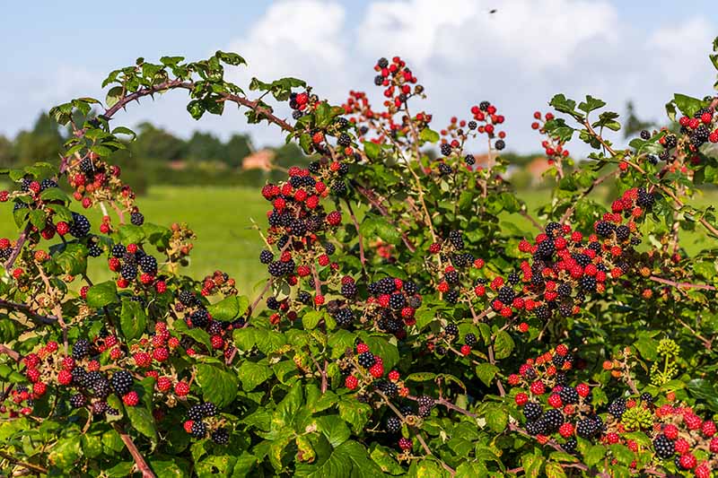 KUPINA (Rubus fruticosus L.)