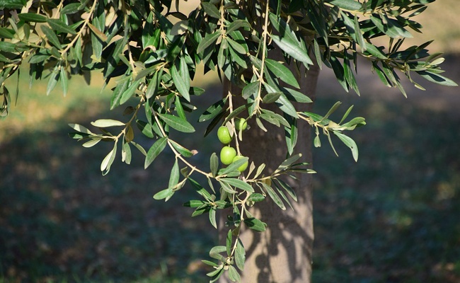 MASLINA (Olea europea L.)