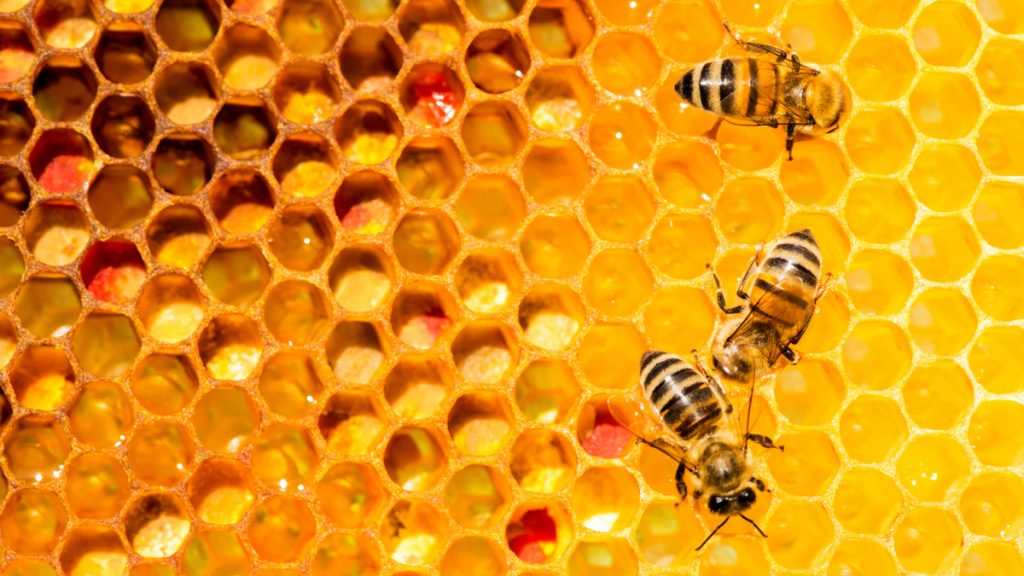 DAROVI PRIRODE: PČELE I NJIHOVI PROIZVODI