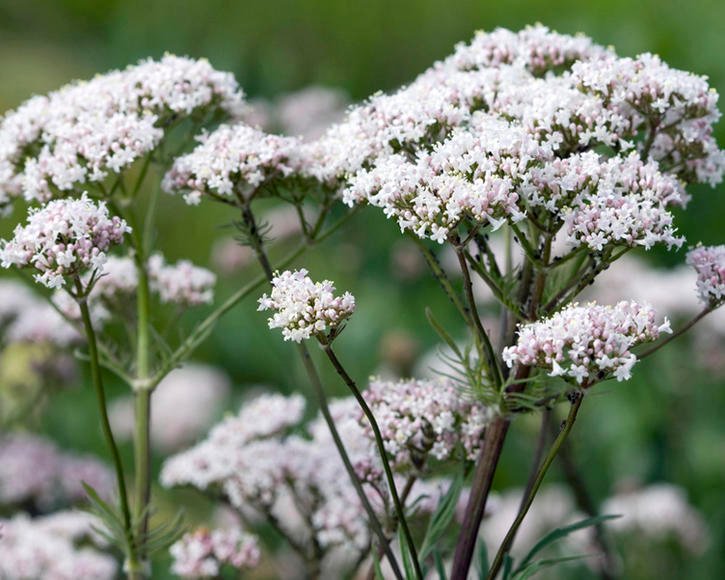 VALERIJANA – ODOLJEN – MACINA TRAVA (Valeriana officinalis L.)