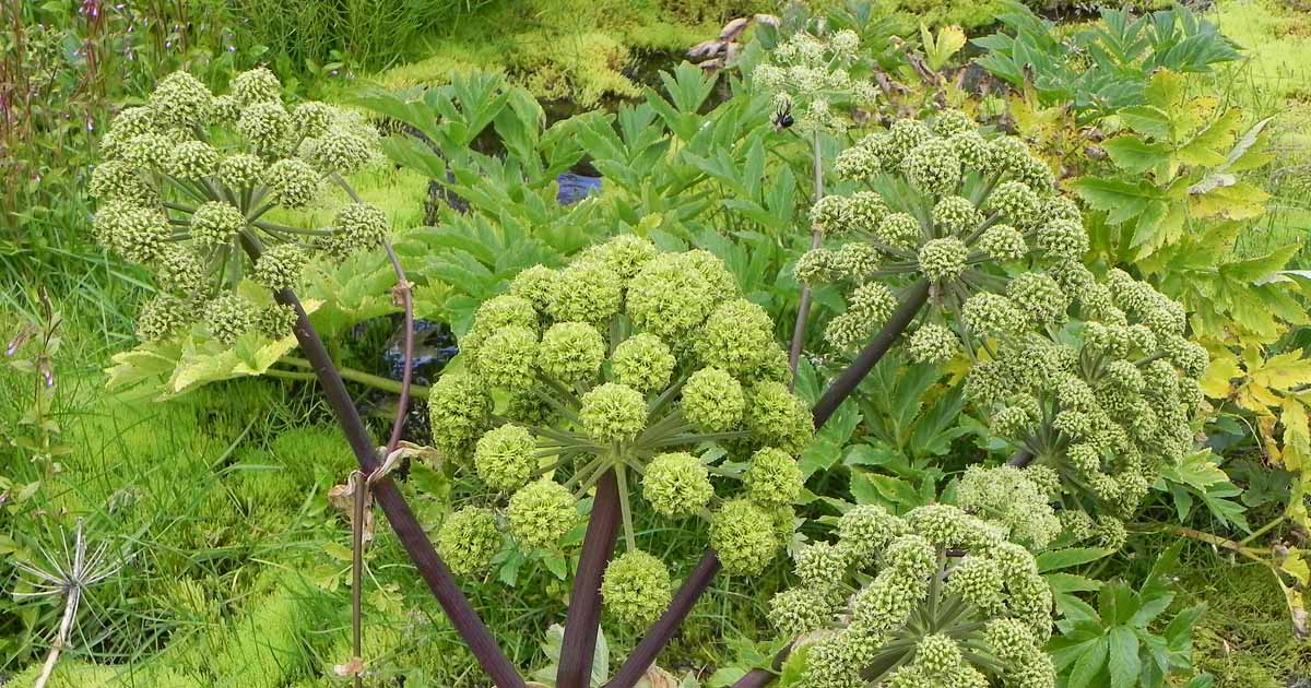 ANGELIKA (Angelica archangelica L.)