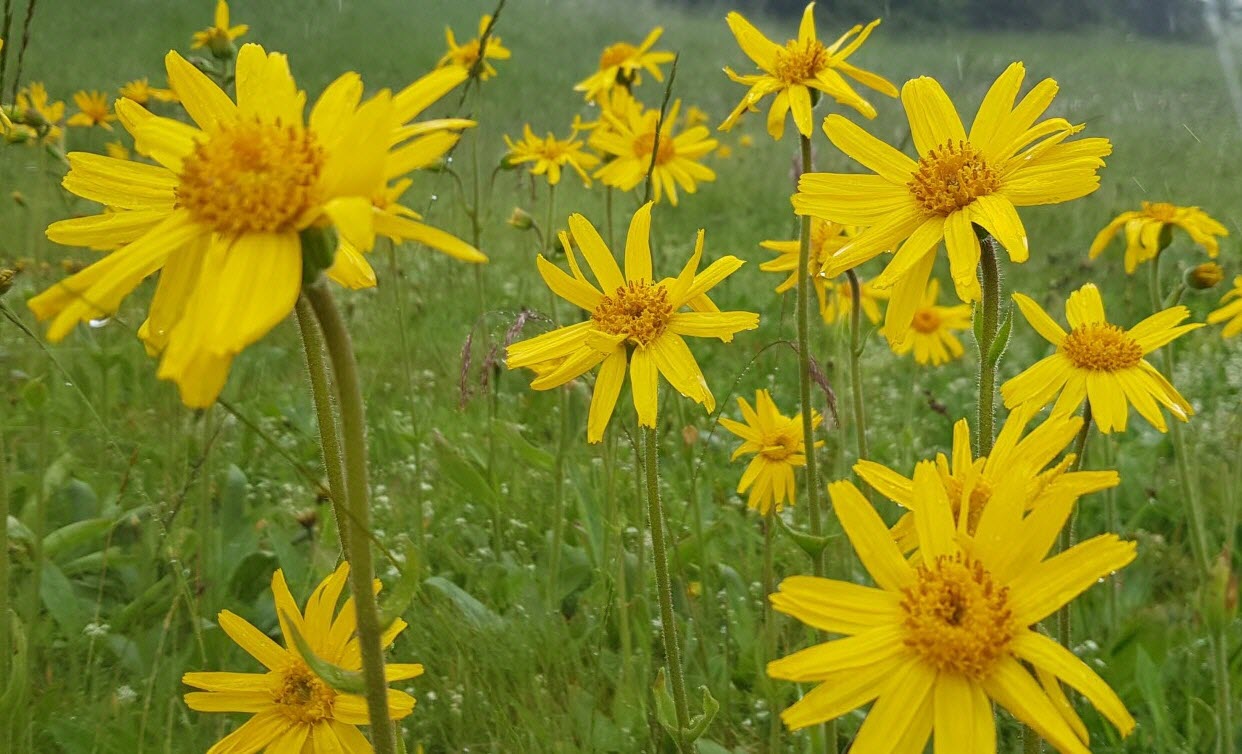 ARNIKA – BRĐANKA (Arnica montana L.)