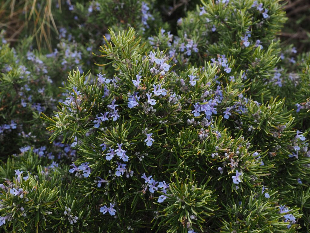 RUZMARIN (Rosmarinus officinalis L.)