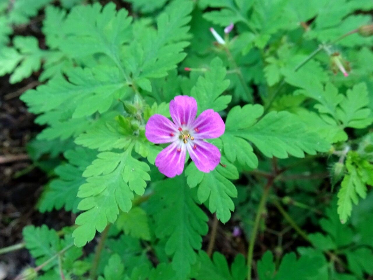 ZDRAVAC (Geranium robertianum, L.)