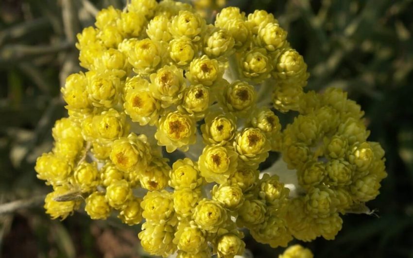 SMILJE (Helichrysum arenarium L.)