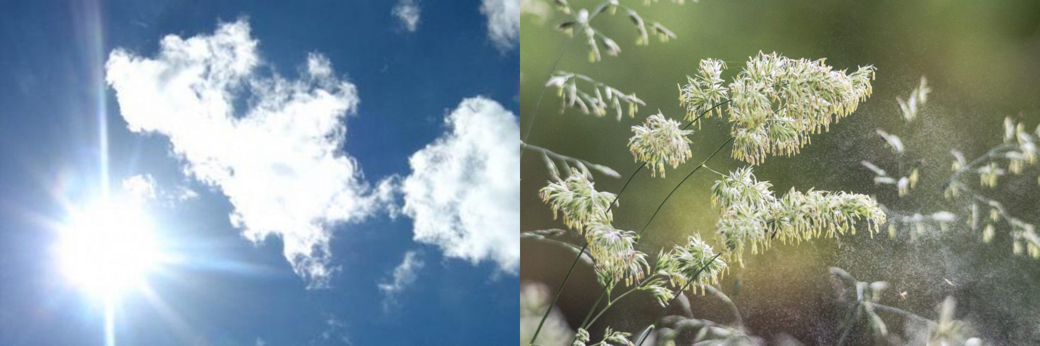 SEZONSKE ALERGIJE