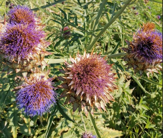 ARTIČOKA (Cynara scolymus L.)