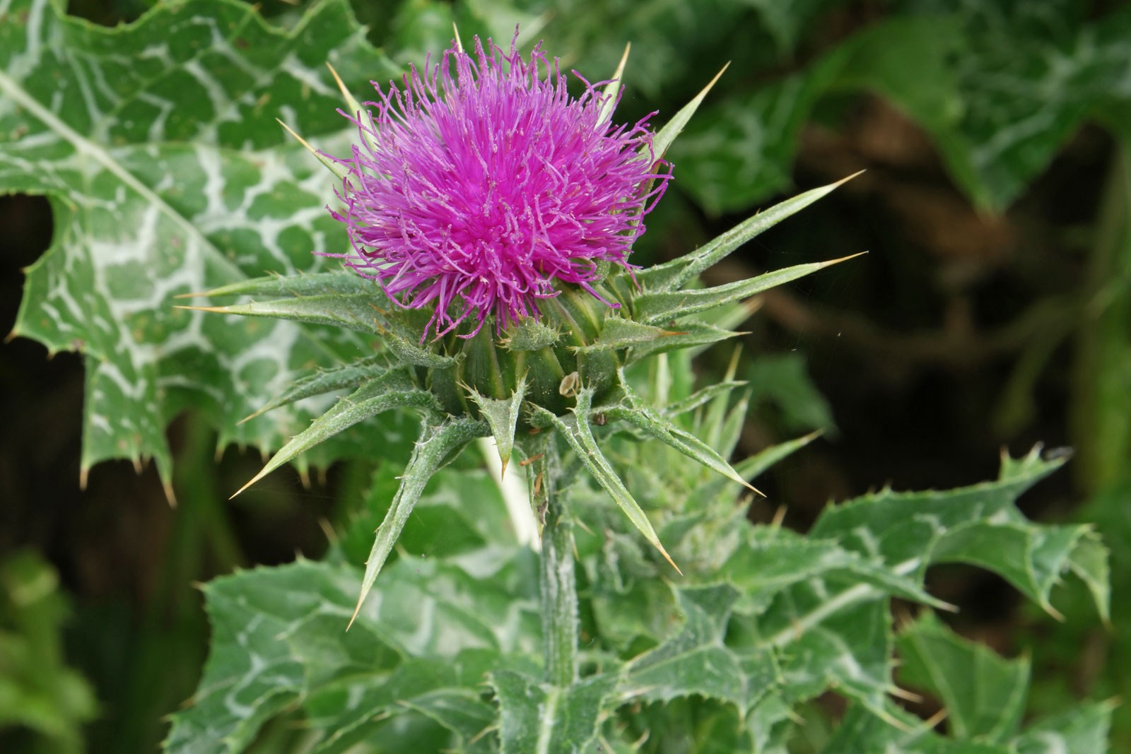 BADELJ (Silybum marianum L.)