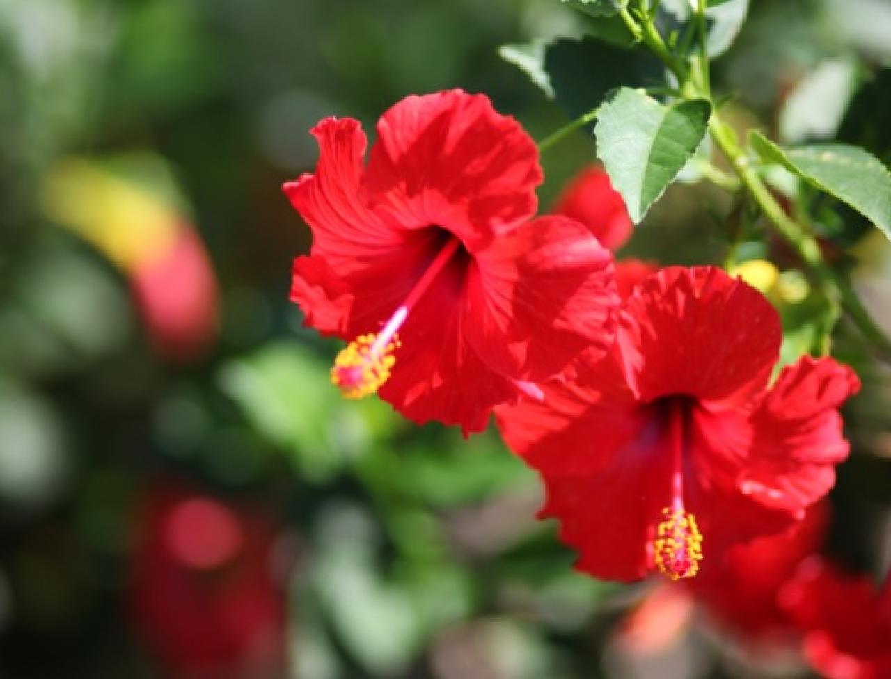 HIBISKUS (Hibiscus sabdariffa L.)