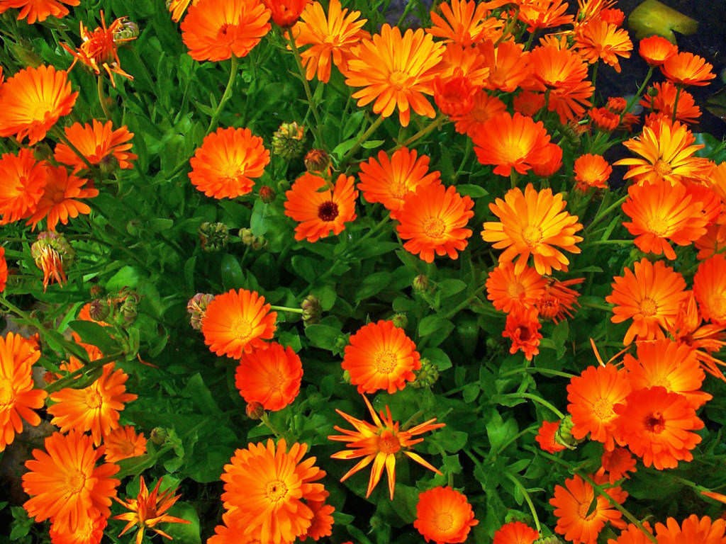 NEVEN (Calendula officinalis L.)