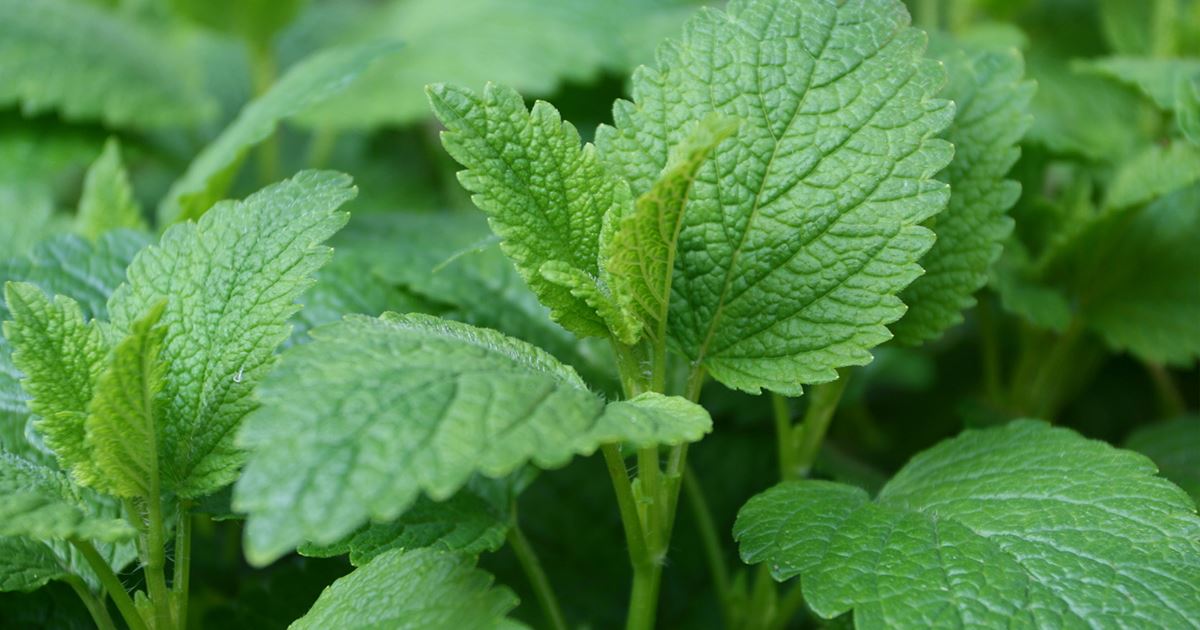 MATIČNJAK (Melissa officinalis L.)