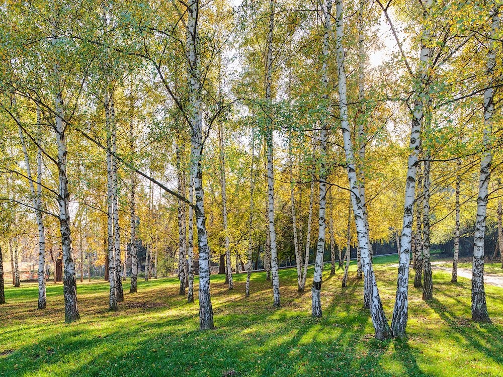 BREZA (Betula sp.)