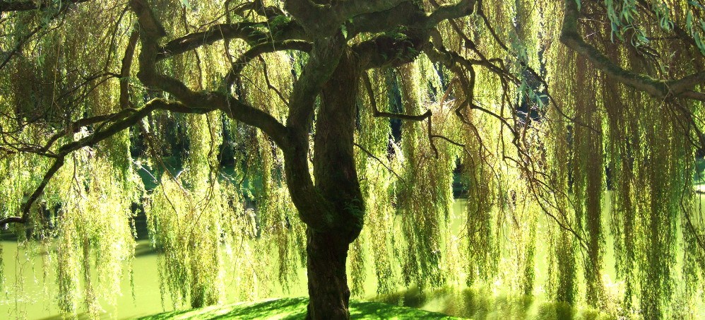 BELA VRBA (Salix alba L.)