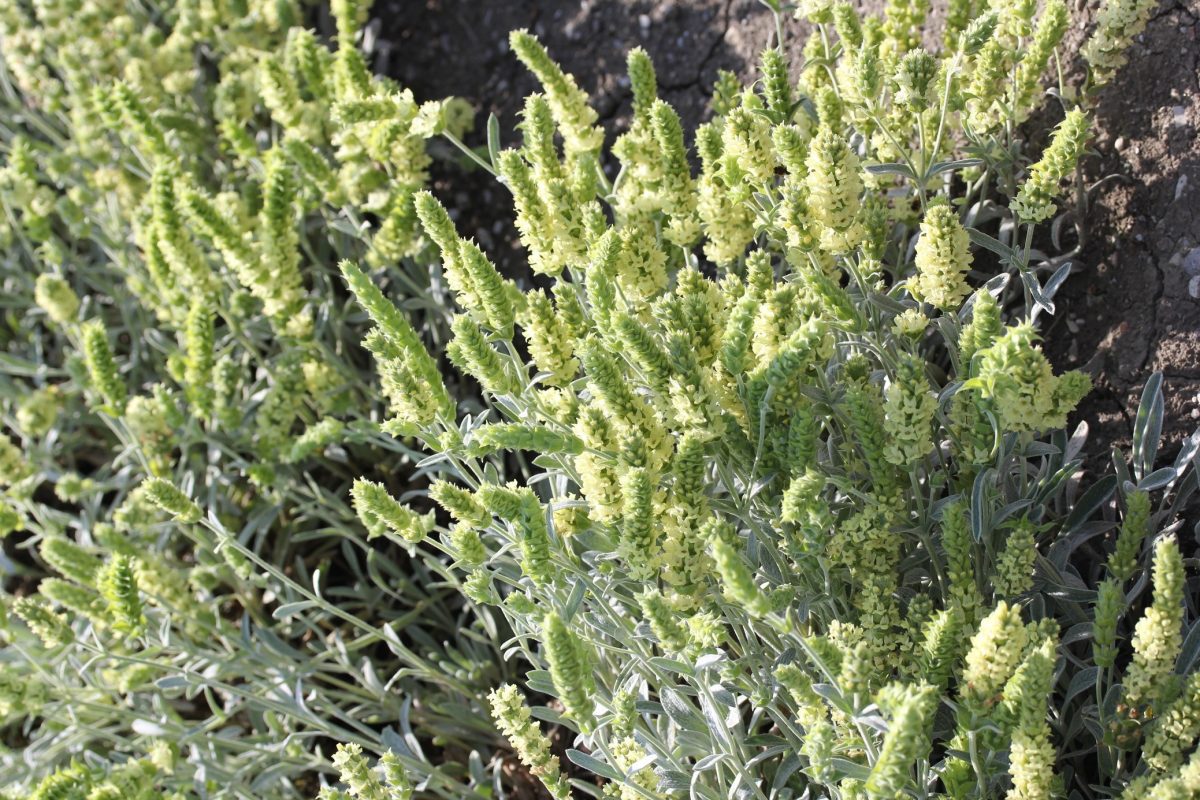 ŠARPLANINSKI ČAJ (Sideritis scardica Griseb.)