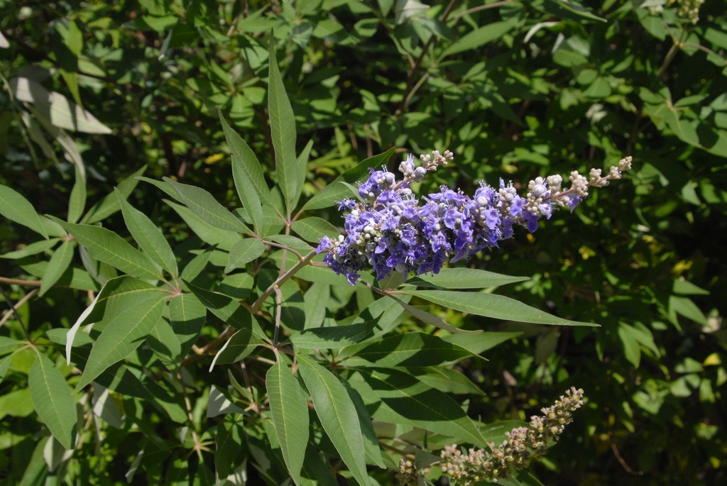 KONOPLJIKA (Vitex agnus-castus L.)