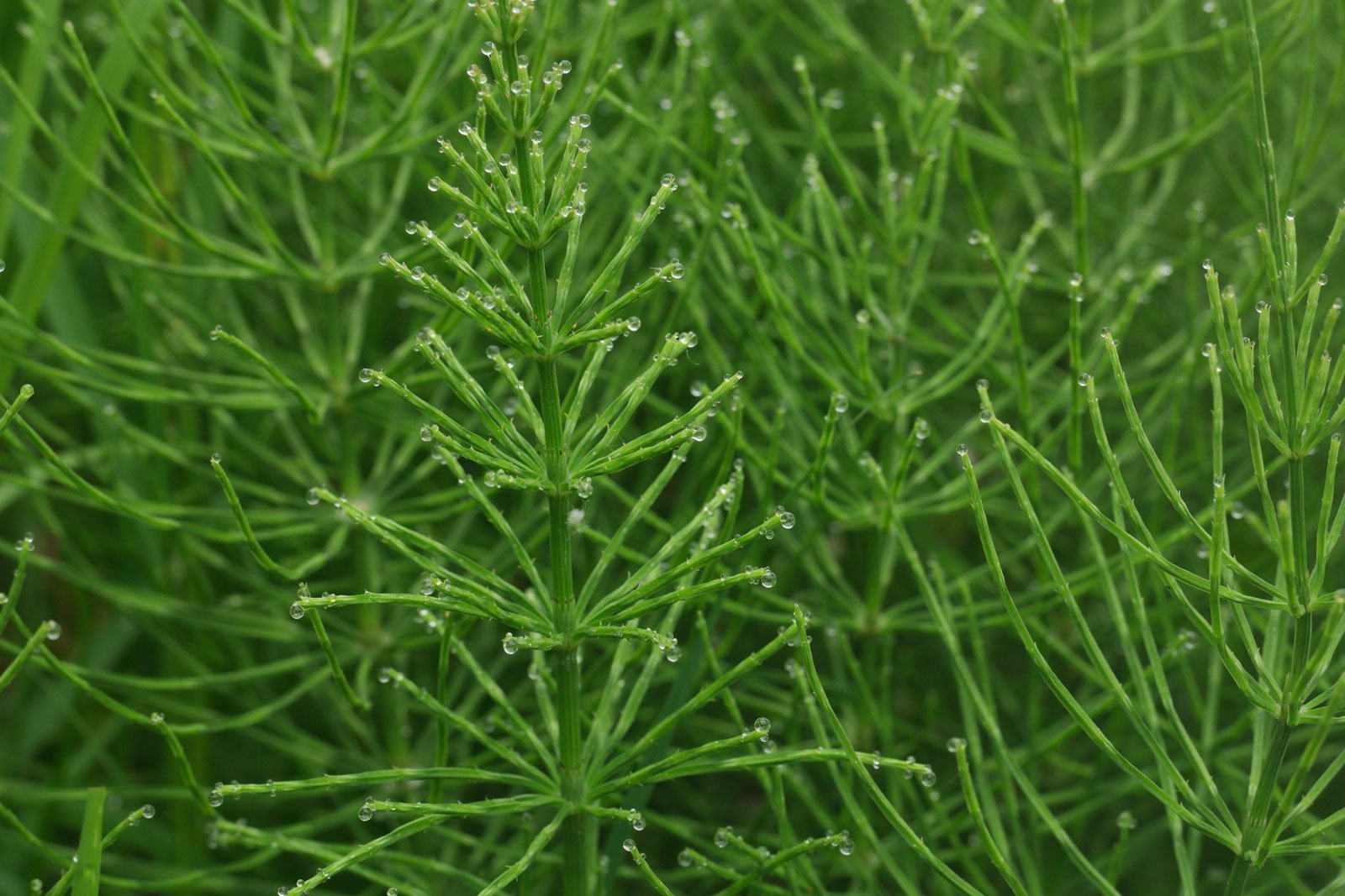 RASTAVIĆ (Equisetum arvense L.)