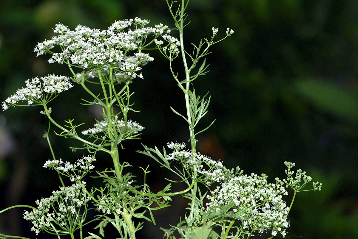 ANIS (Pimpinella anisum L.)