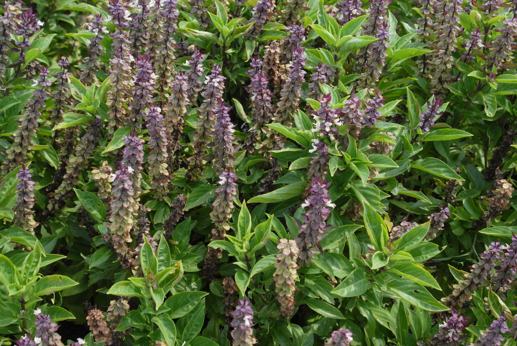 BOSILJAK (Ocimum basilicum L.)