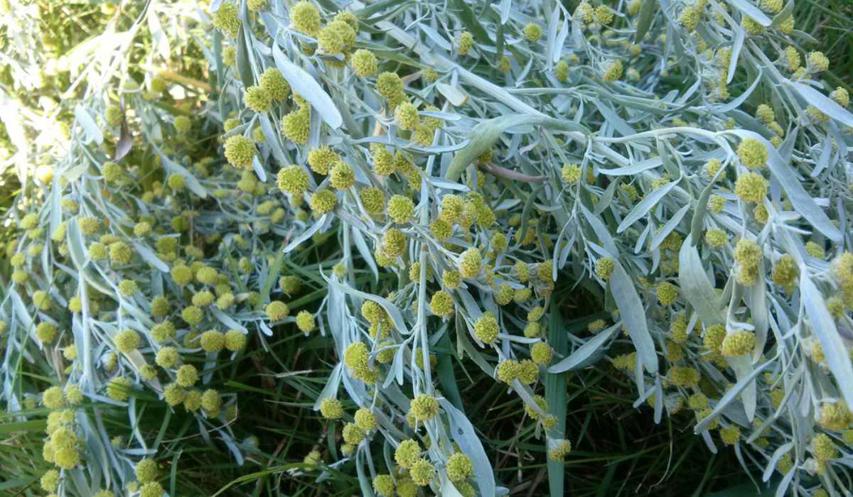PELEN (Artemisia absinthium L.)
