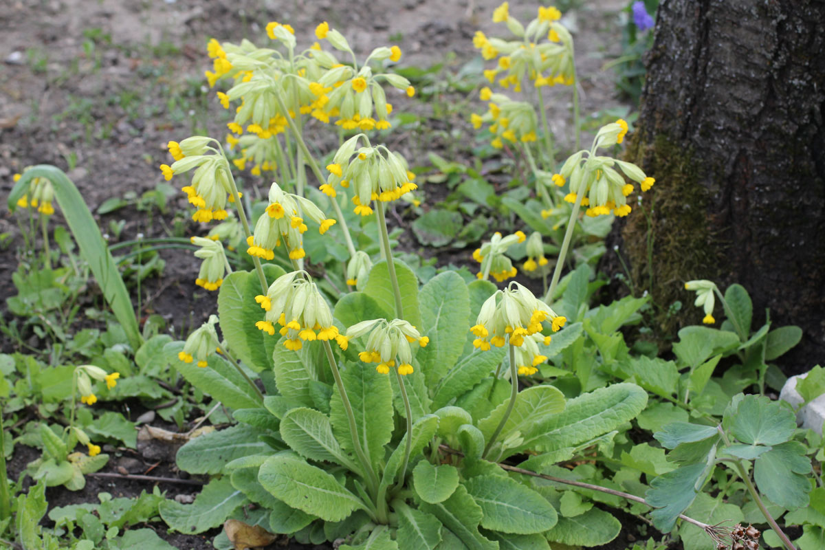 JAGORČEVINA (Primula veris L.)