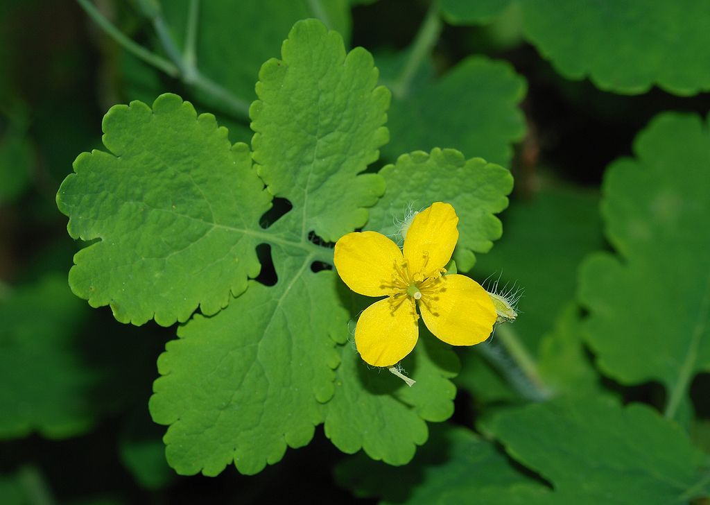 RUSA (Chelidonium majus L.)