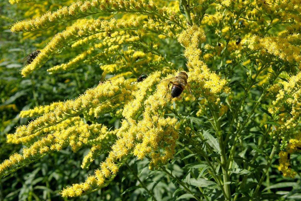 ZLATNICA (Solidago virgaurea L.)